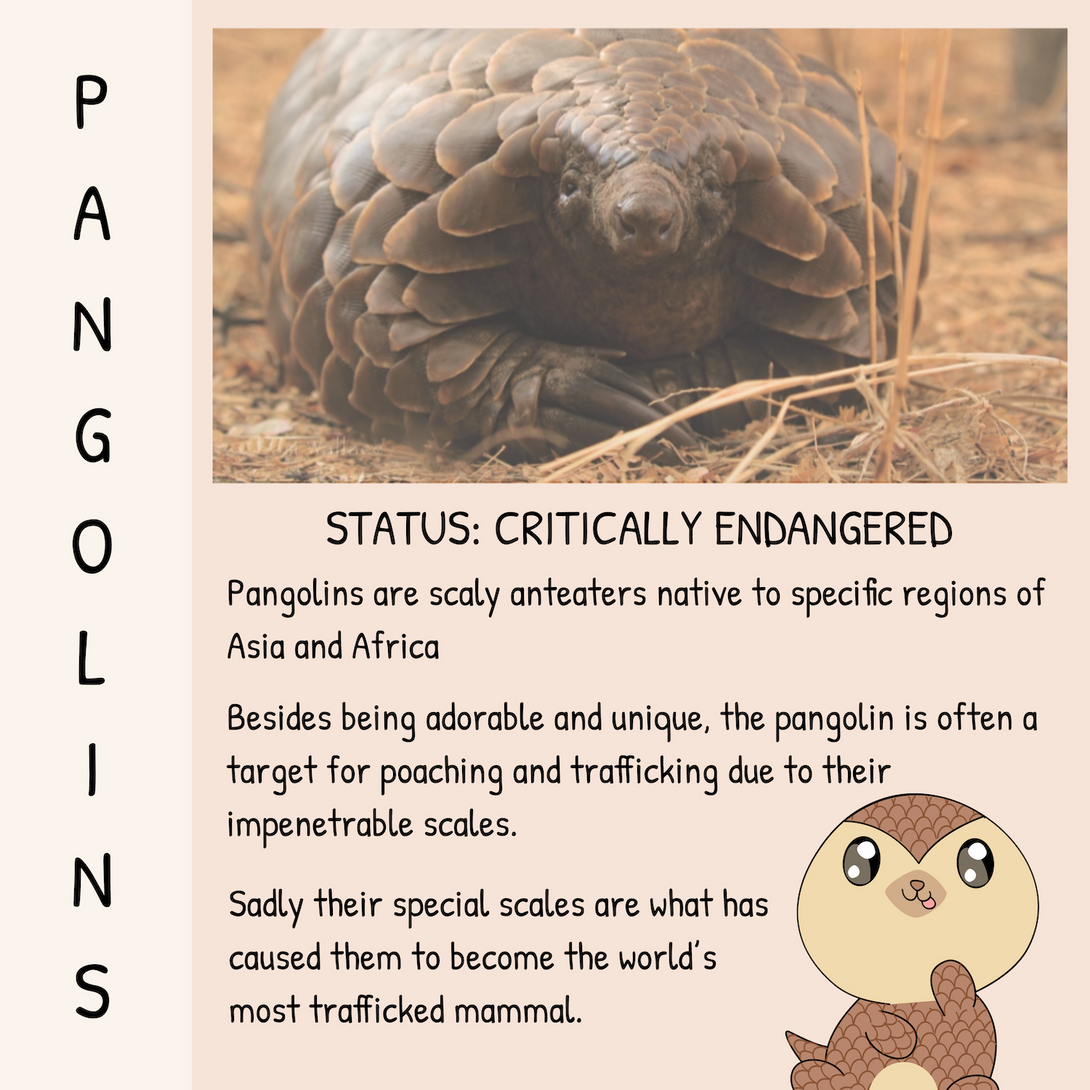 Java The Pangolin